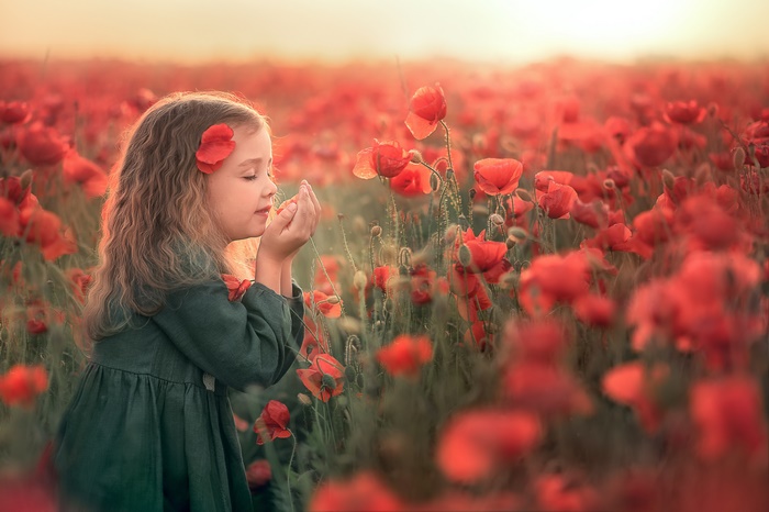 Child in Summer Poppy Flower Field