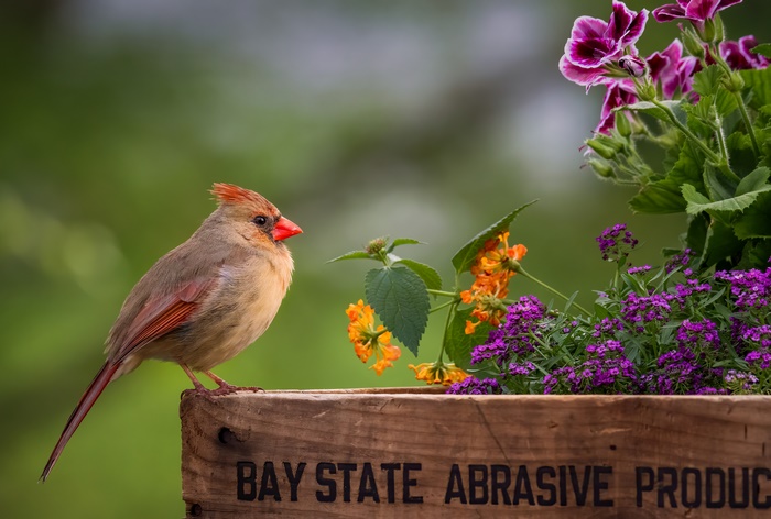 Female Cardinal on a Wooden Garden Box with Flowers
