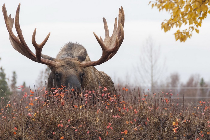 Moose with large antlers in autumn foliage
