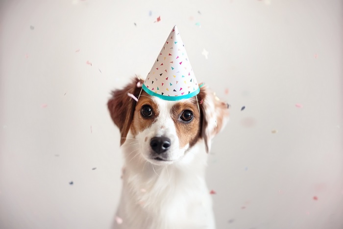 Dog wearing a party hat with confetti