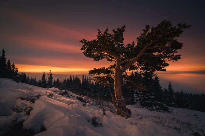 Snowy mountain landscape with a lone tree at sunset