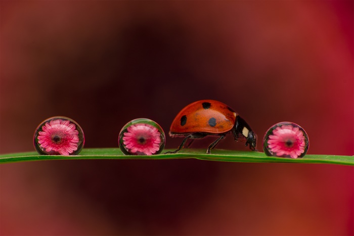 Ladybug on a blade of grass with water drops reflecting flowers