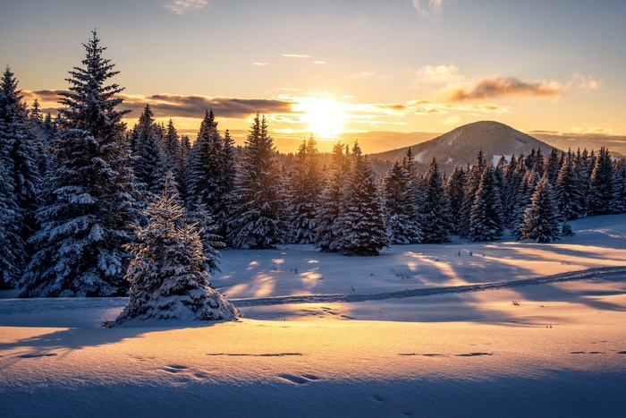 Winter forest at sunset in Austria