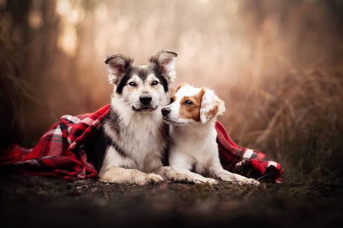 Two dogs under a red plaid blanket outdoors