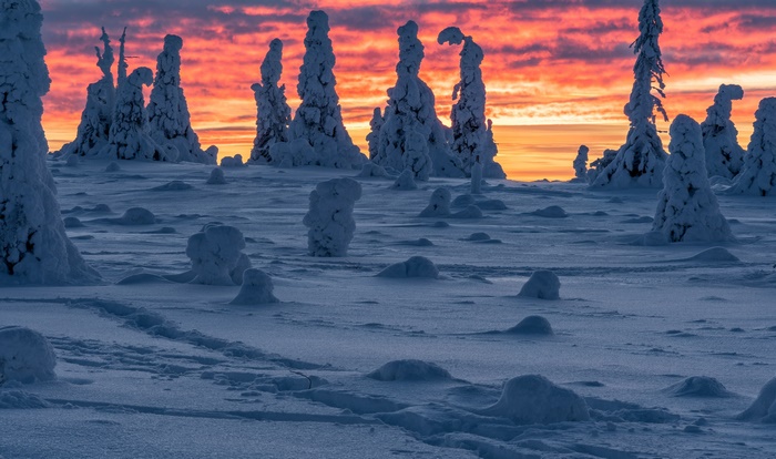 Snow-covered trees at sunset in Finland