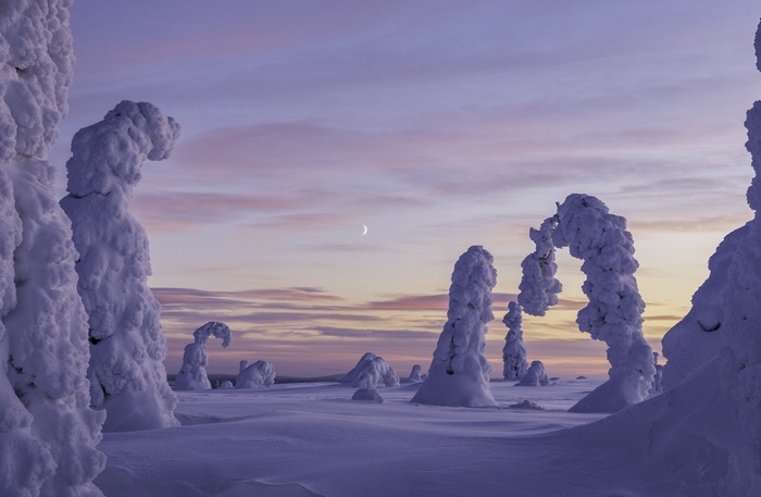 Snow-covered trees in Finland at sunset with crescent moon