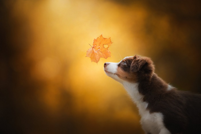 Puppy looking at an autumn leaf