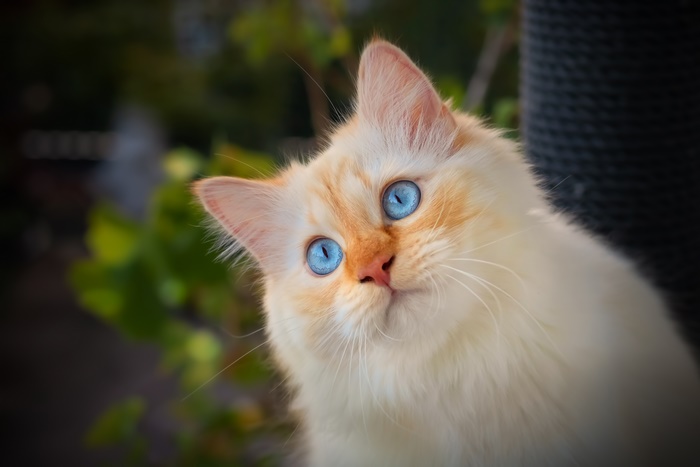 Cream colored cat with blue eyes
