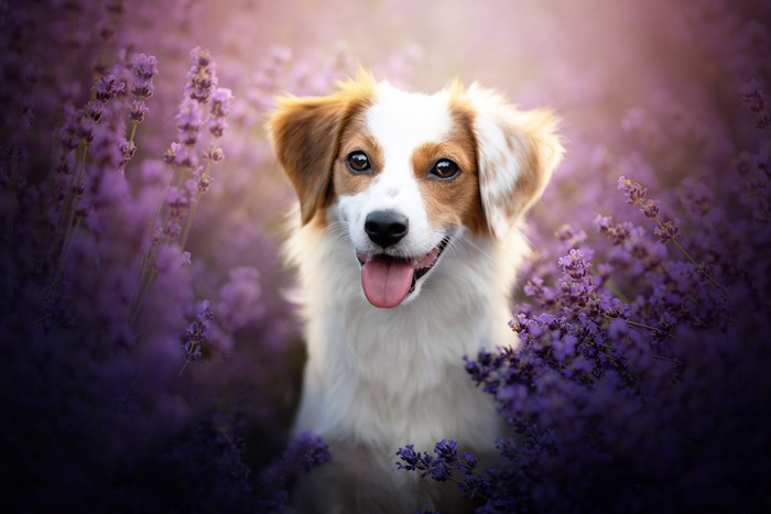 A dog sits in a field of lavender