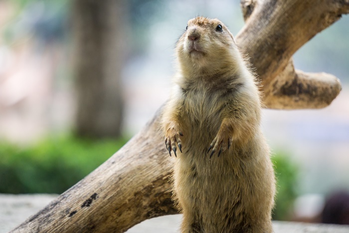 Prairie Dog
