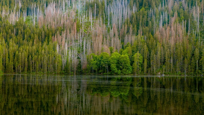 Forest reflected in a lake