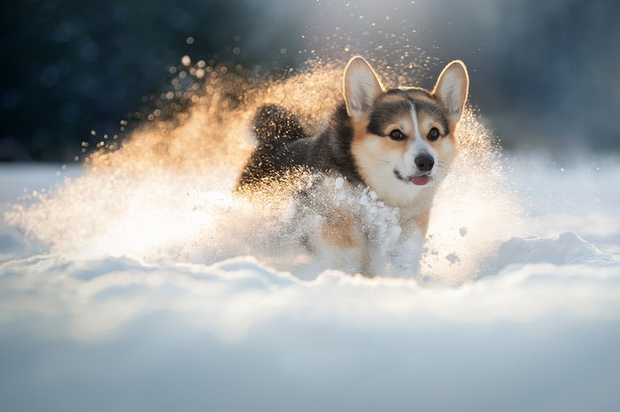 Pembroke Welsh Corgi running through snow