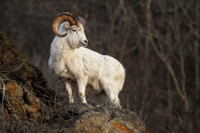Dall Sheep Ram on Rocky Outcrop