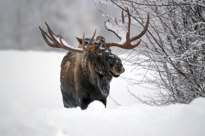 Moose in deep snow during winter