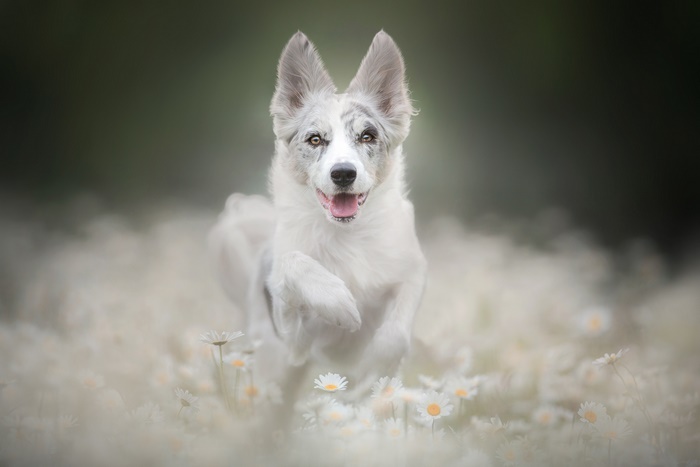 A happy dog running through a field of daisies
