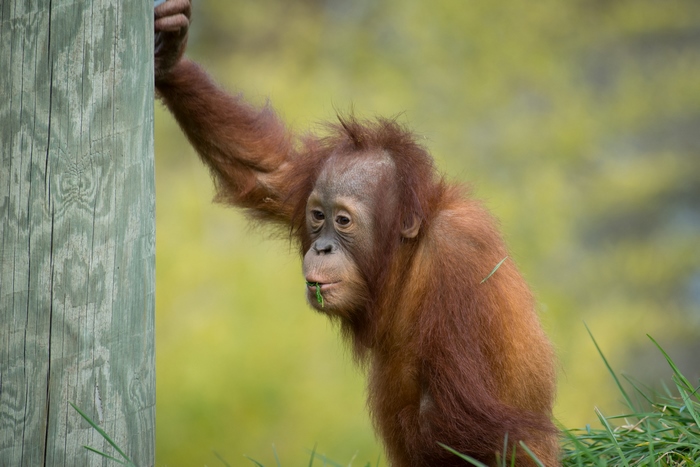 Baby Orangutan Hanging on a Wooden Post