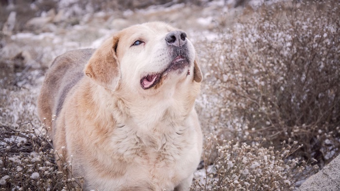 Golden Retriever Dog in a Snowy Landscape