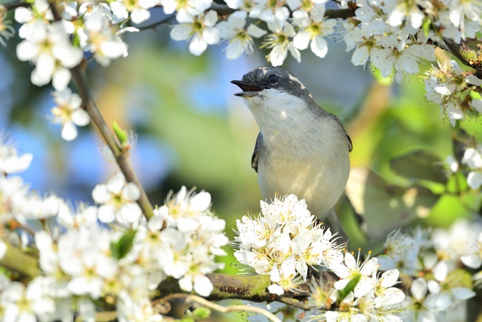 Bird singing among white flowers