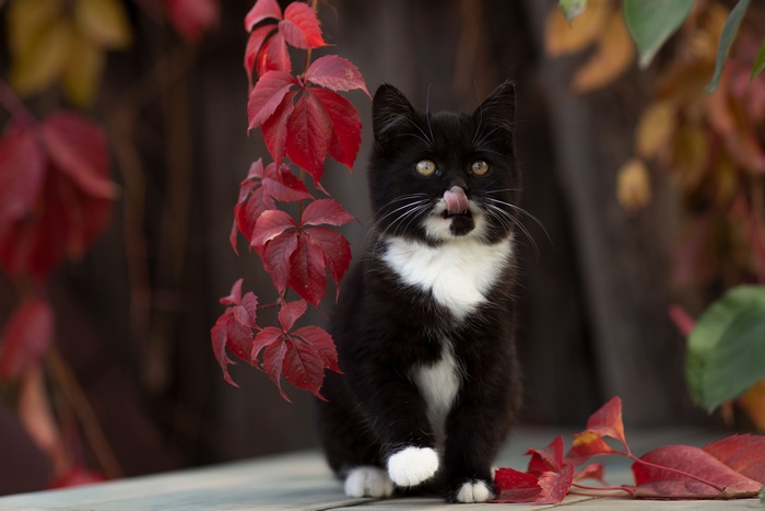 Black and white kitten licking its nose near red leaves