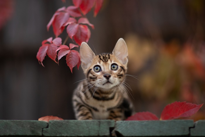 Bengal kitten with red leaves