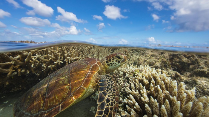Sea turtle swimming among coral reefs under a blue sky