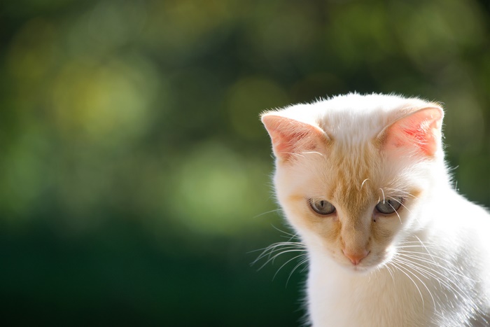 White and orange cat with green background
