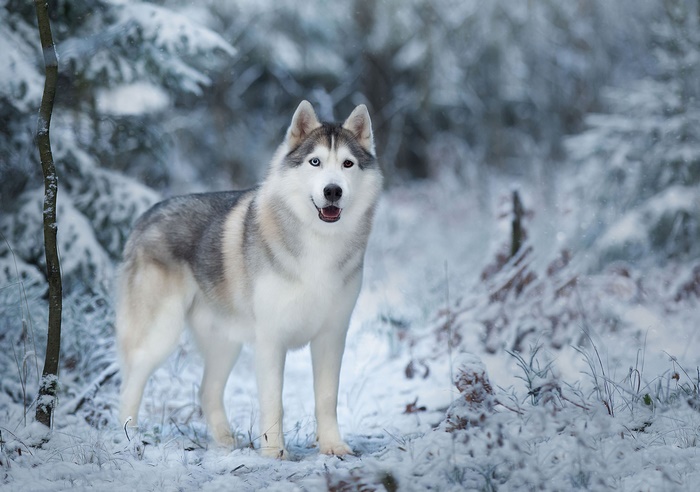 Majestic Husky in Snowy Winter Forest