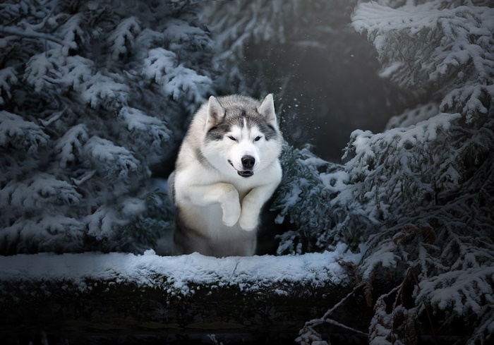Husky dog jumping in a snowy forest