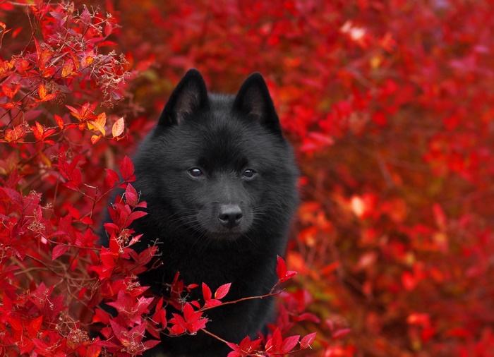 Black dog in red autumn leaves