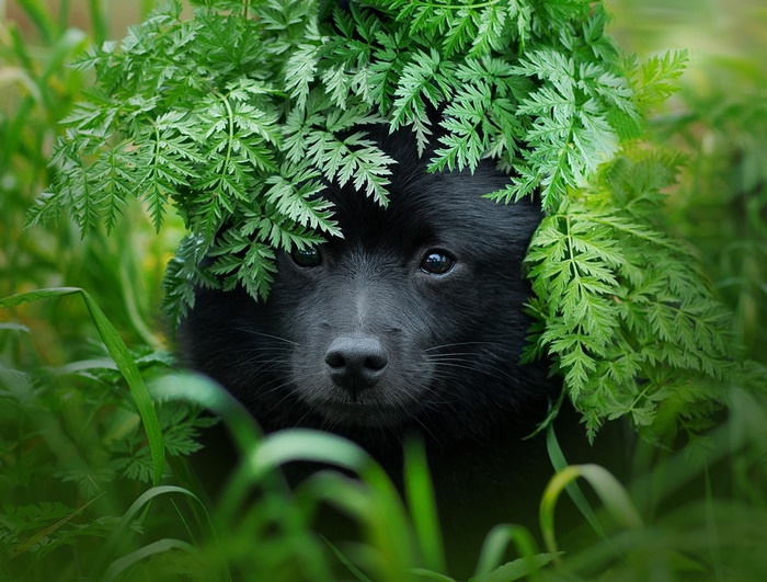 Black puppy peeking through green leaves