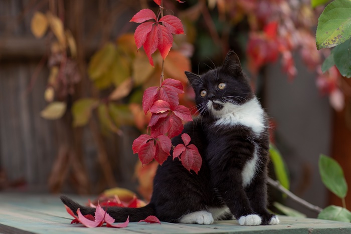 Black and white kitten sitting near red leaves