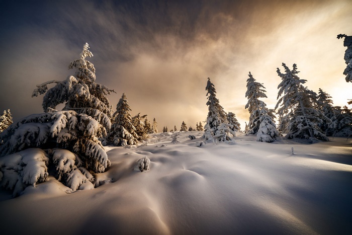 Snow-covered trees on a winter landscape