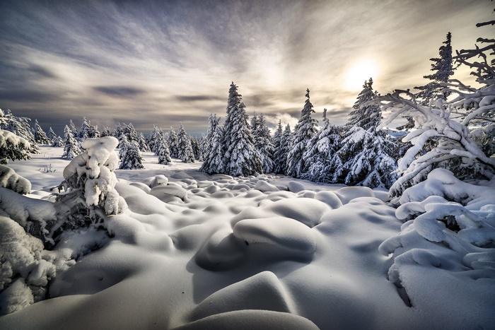 Winter Snow Landscape with Pine Trees