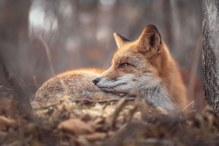 Red fox resting in autumn forest
