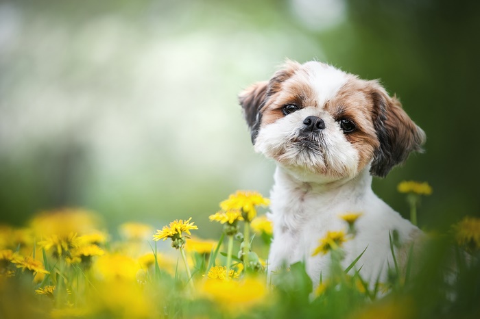 Shih Tzu dog in a field of dandelions