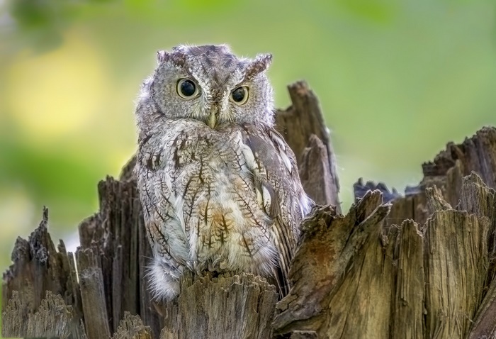 Eastern Screech Owl perched on a tree stump