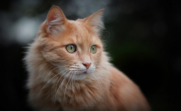 Orange fluffy cat with green eyes