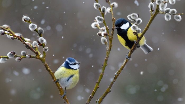 Two birds on a branch with snow