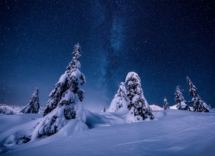 Snow-covered trees under a starry night sky in Norway