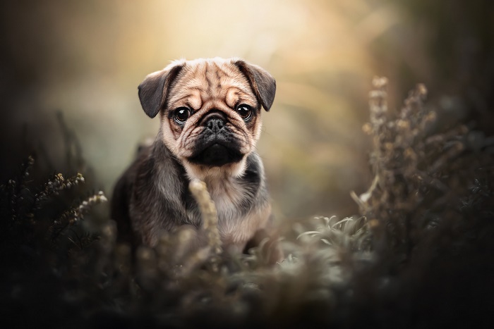 Pug puppy sitting in tall grass