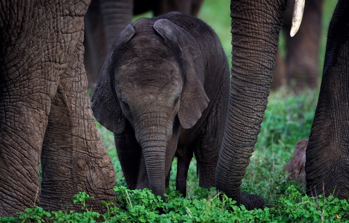 Baby elephant among adult elephants in green grass