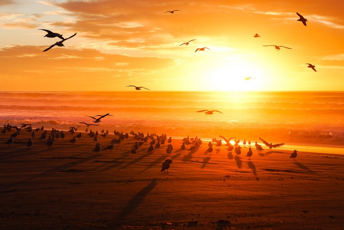 Flock of birds at sunset over the ocean