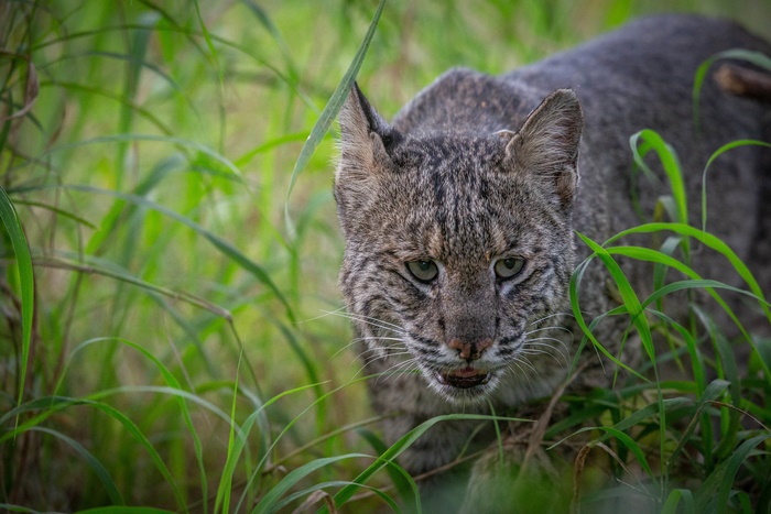 Bobcat in tall green grass