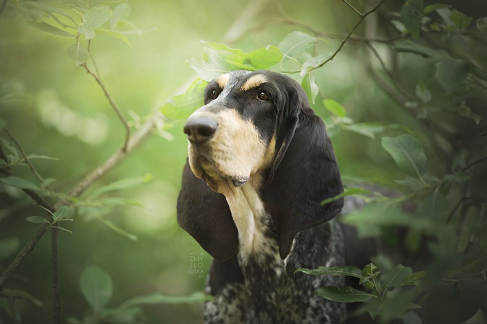 Basset Hound dog in green foliage