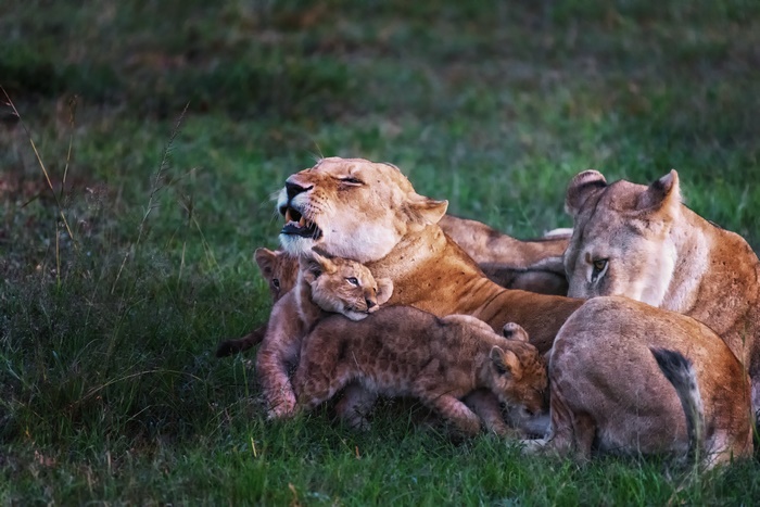 Lioness with Cubs in Grassland