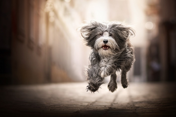 Shaggy dog running in a street
