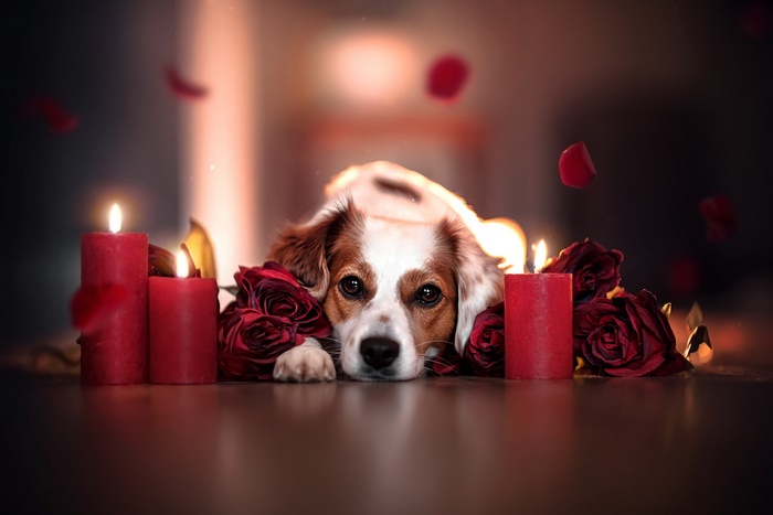 Dog with red roses and candles