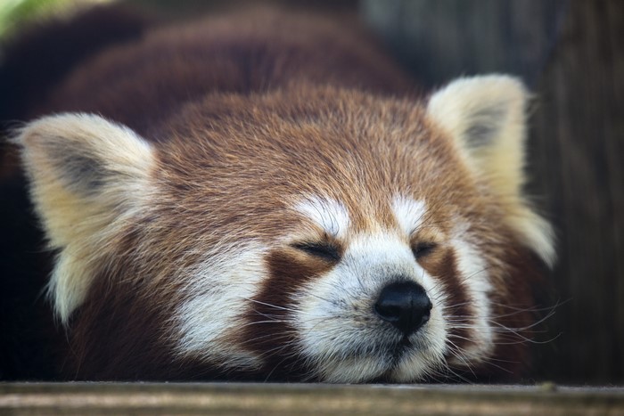 Red Panda Sleeping