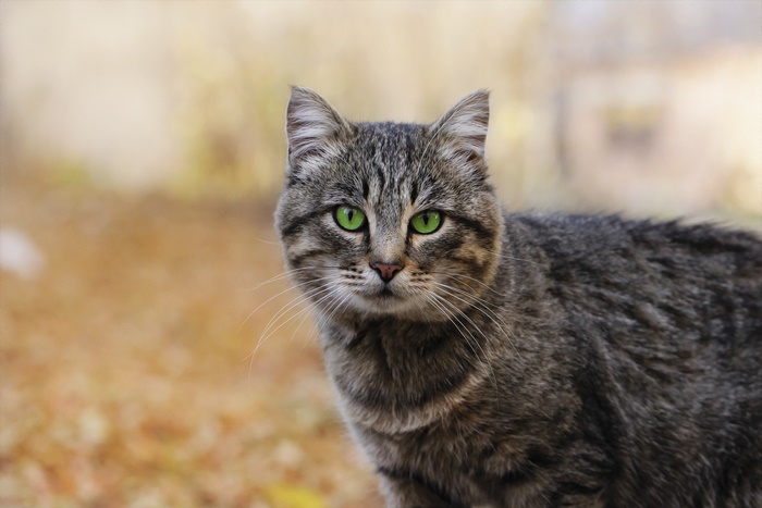 Tabby cat with green eyes