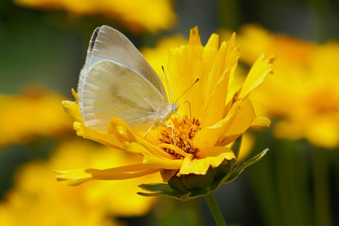 White butterfly on a yellow flower